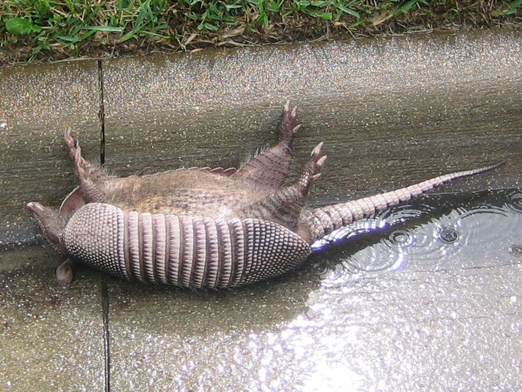 Internal Server Error