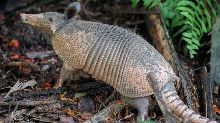 Insufficient Storage