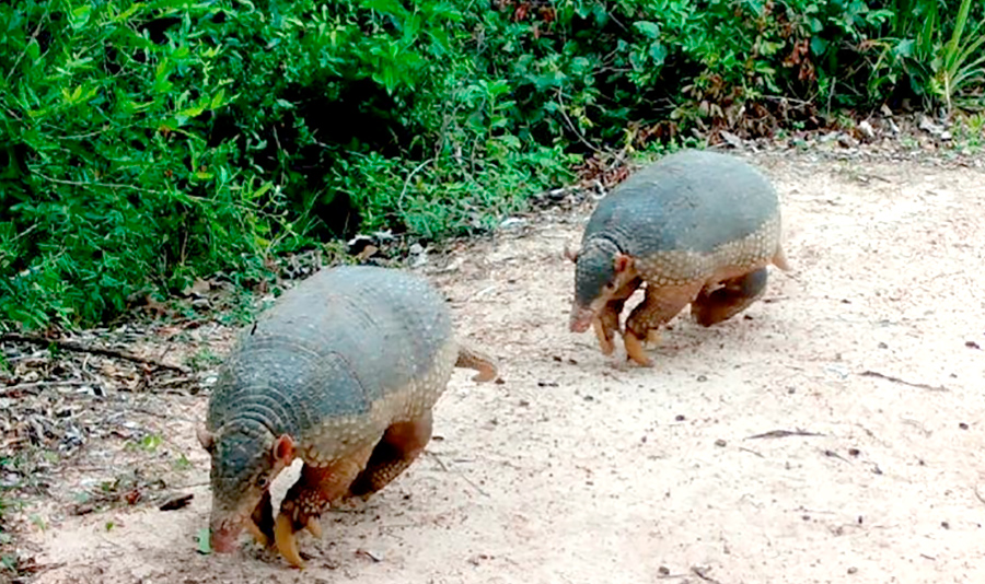 SSL Handshake Failed